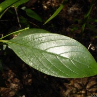 Timonius flavescens (Jacq.) Baker